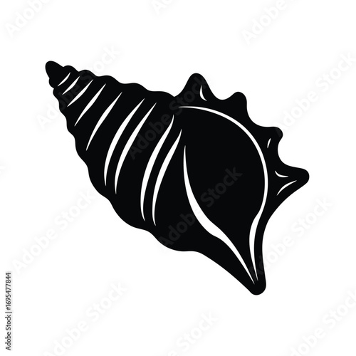 seashell on black background