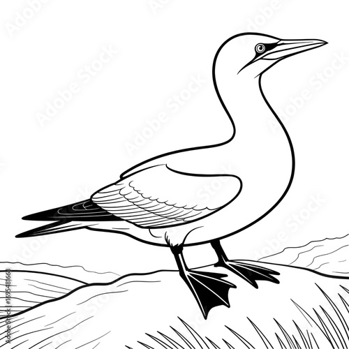 A northern gannet illustration vector style coloring page