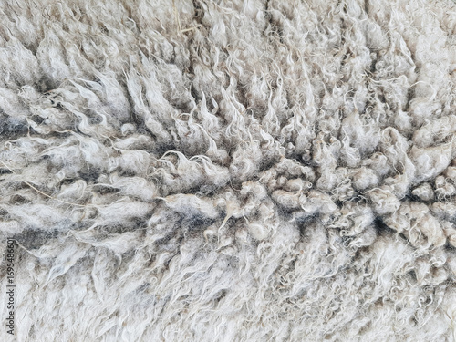 Animal background view. Close up to natural sheep's fluffy wool.
