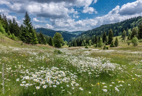 Meadow filled with daisies leading toward a forested valley beneath a partially cloudy sky. Tranquil, nature, and picturesque