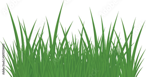 Lush green grass blades isolated on white background in a vector illustration