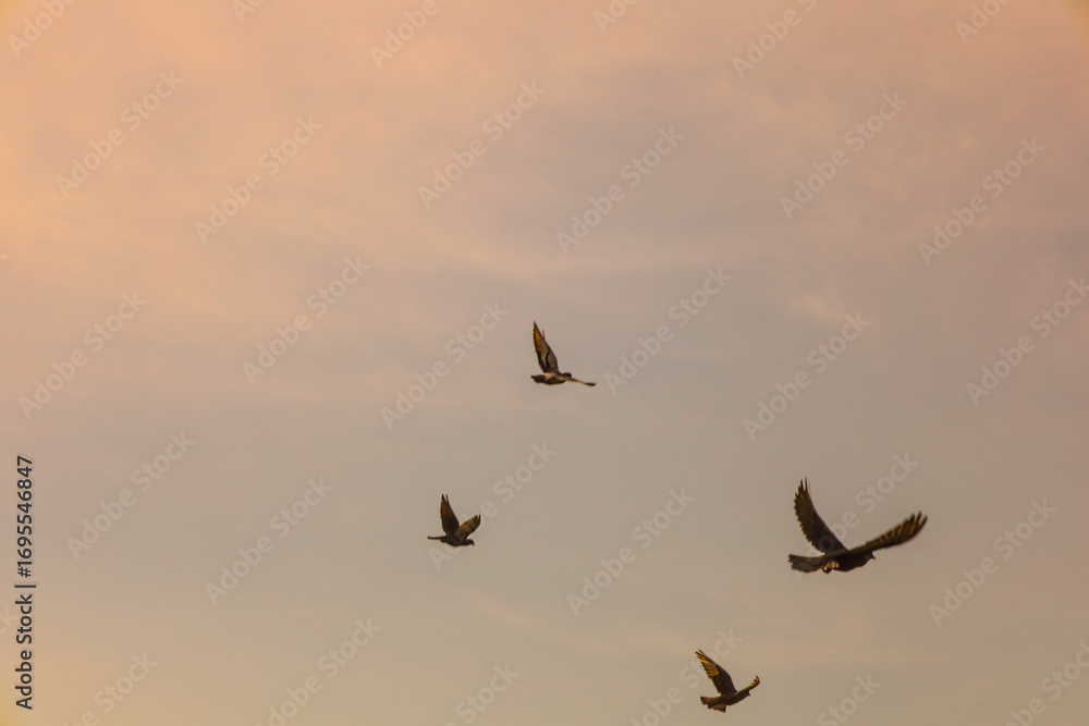 Fototapeta premium Warm Tone Atmospheric Flying Bird Silhouettes on Pale Sky Scenery