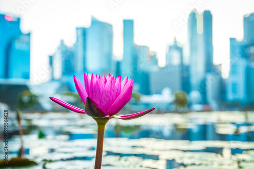 A pink lotus flower blooms in a peaceful pond with a stunning city skyline behind