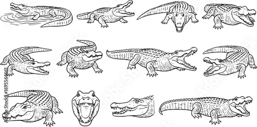 Crocodile Icons Vector Collection – Reptile Silhouette and Graphic Symbols Isolated on White Background