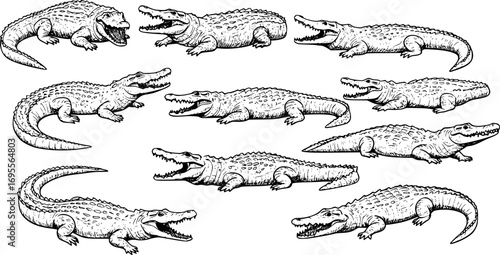 Crocodile Icons Vector Collection – Reptile Silhouette and Graphic Symbols Isolated on White Background