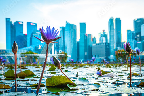 Vibrant Lotus Flowers Beautifully Positioned Against the Stunning Singapore Skyline