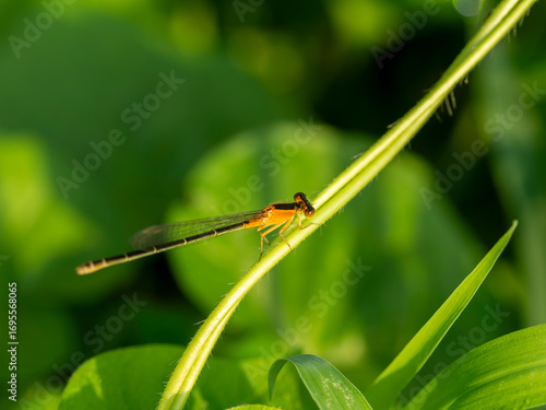 Wallpaper Mural 葉に止まるアオモンイトトンボのメス Torontodigital.ca