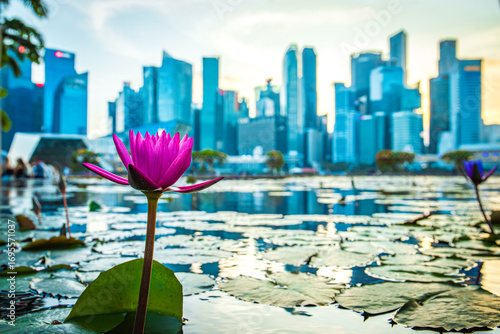 A serene and stunning Lotus Bloom set against Singapores beautifully modern skyline