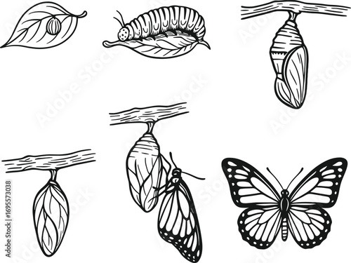 Life cycle of a butterfly, vector illustration.