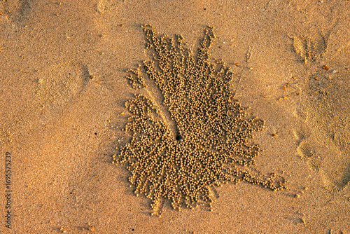 A distinctive leaf shaped hole that has formed in the soft sand on a beautiful beach