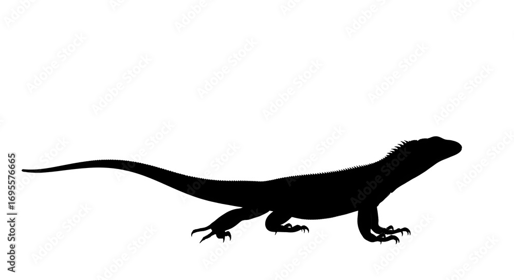 Fototapeta premium Silhouette of a lizard, reptilian siluet on a white background, isolated animal illustration