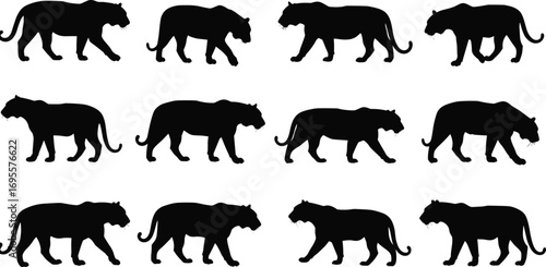 Set of wild panther silhouettes in walking poses, black big cat animal vector collection for wildlife nature illustration and design