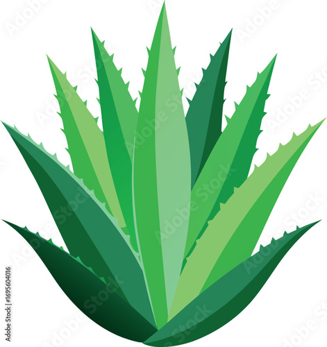 The Amazing Benefits and Uses of Aloe Vera for Skin and Health