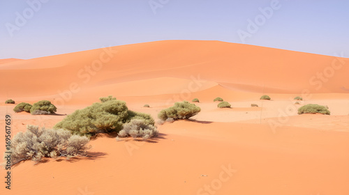 Sandy desert landscape with sparse vegetation  Small scrubby bushes dot the orange dunes under a clear sky