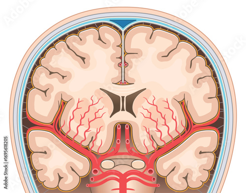 大脳の動脈のイラスト Illustration of the cerebral arteries