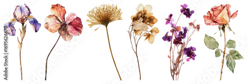 Vintage pressed flowers collection