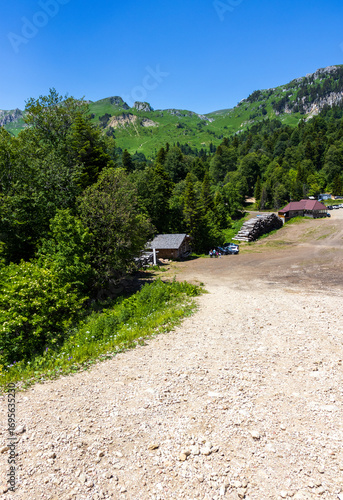 subalpine vegetation at the beginning of the summer flowering period, endemic in nature