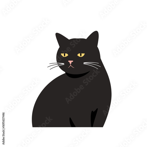 flat face cat
