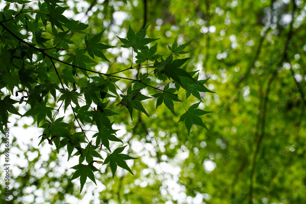 Obraz premium 楓の緑に覆われる京都の寺院の庭園