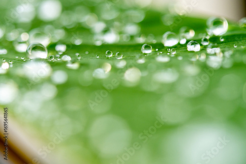 drop of water on a leaf
