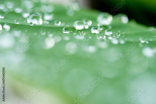 drop of water on a leaf