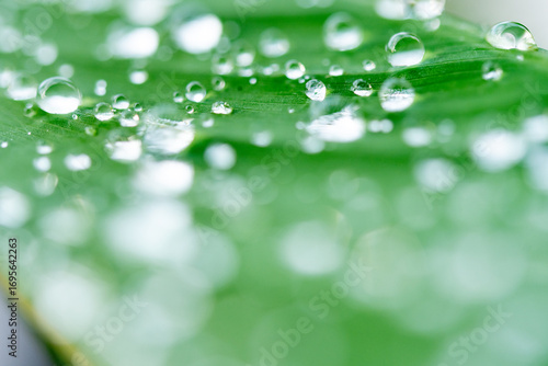 drop of water on a leaf