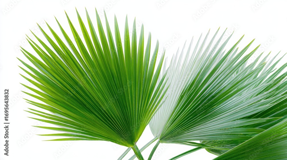 Obraz premium Premium High-Quality Close-Up of Chinese Fan Palm Leaves in Tropical Freshness Modern Authentic Nature Content for Botanical Marketing and Social Media