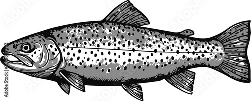 Gray Scale Illustration of a Speckled Trout Fish salmonidae aquatic