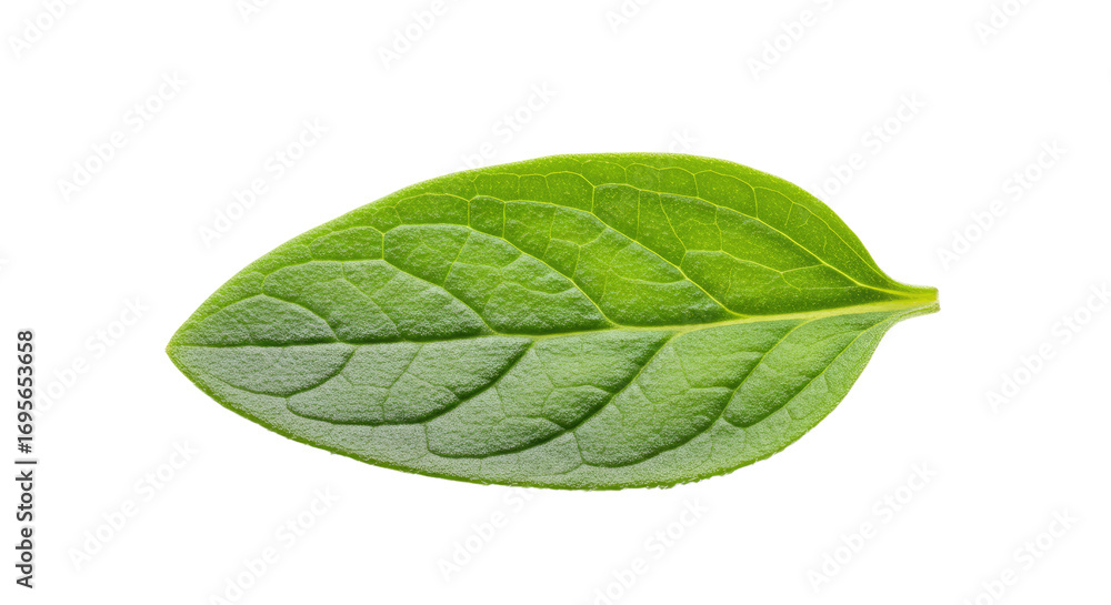 Obraz premium Single vibrant green leaf isolated on white.