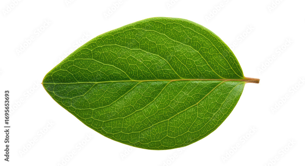 Obraz premium Single vibrant green leaf isolated on white.