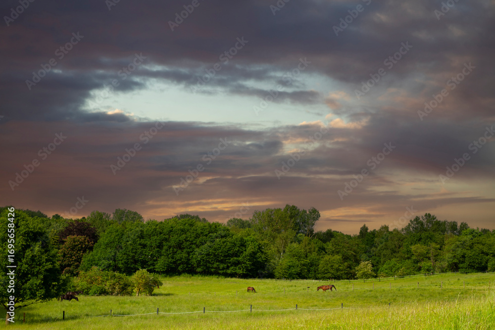 Fototapeta premium Horse on a field in denmark