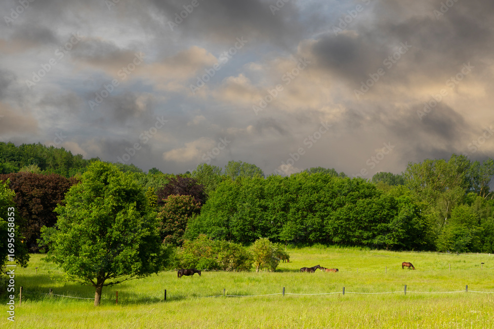 Fototapeta premium Horse on a field in denmark
