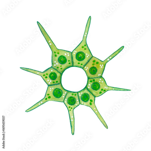 Fotografie Green, diatom algae, plant unicellular organism