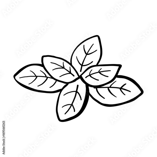Hand drawn fresh basil leaves illustration. Doodle fresh basil illustration.