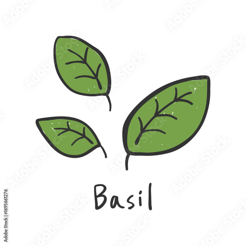 Hand drawn fresh basil leaves illustration. Doodle fresh basil leaves illustration. Fresh basil sketch.