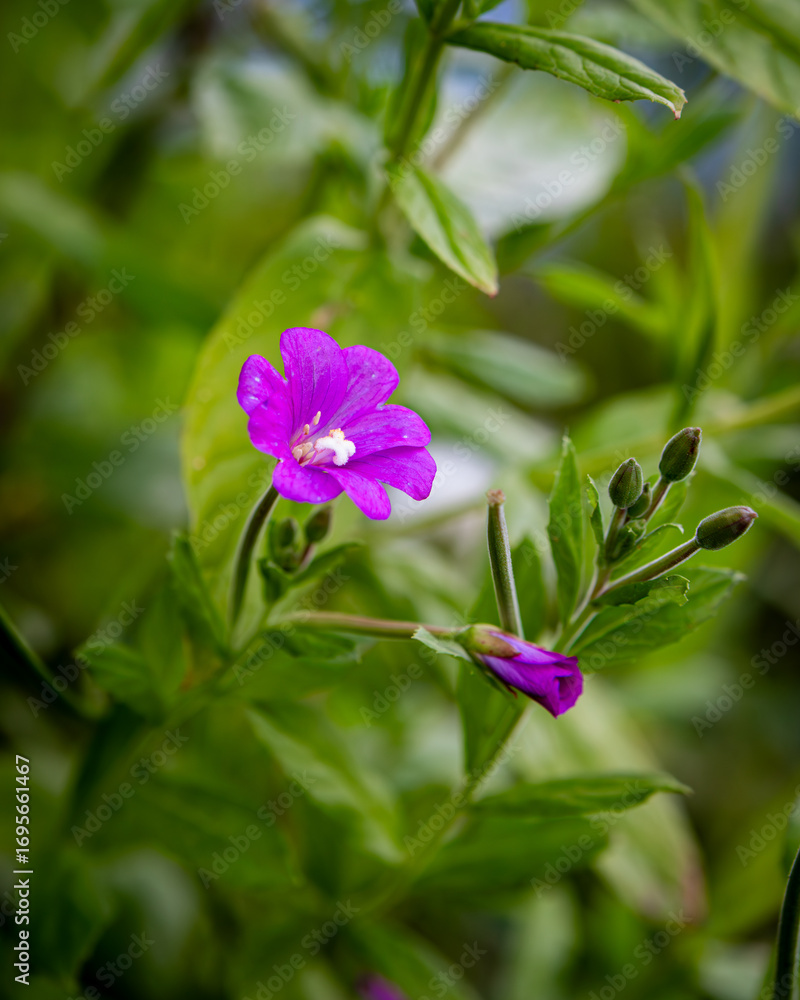 Fototapeta premium purple great willowherb flower close up