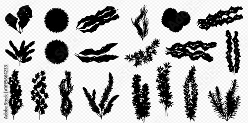 A diverse collection of black silhouette aquatic plants and seaweeds on a transparent background.