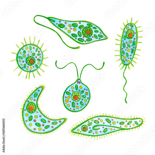 Set of phytoplankton, animal and plant unicellular organism. Watercolor illustration drawn, cartoon, made by hand. For stickers, biology and ecology manuals. Sea, animal, organism, ocean