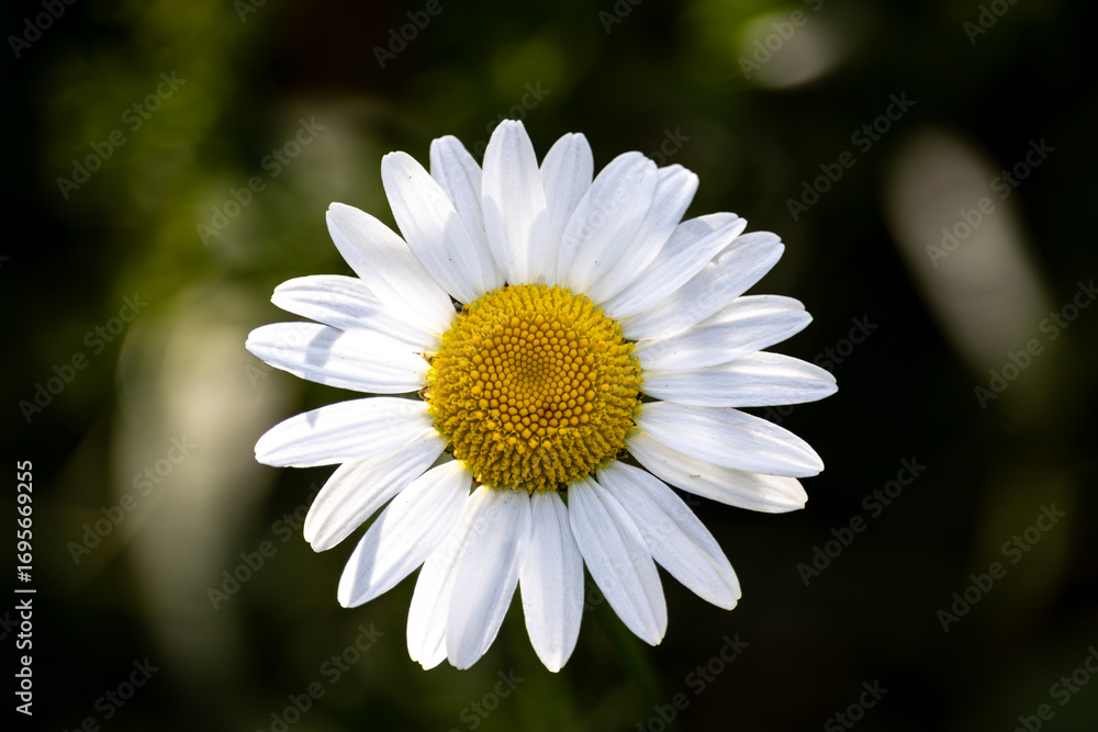 Fototapeta premium daisy flower closeup on a sunny summer afternoon