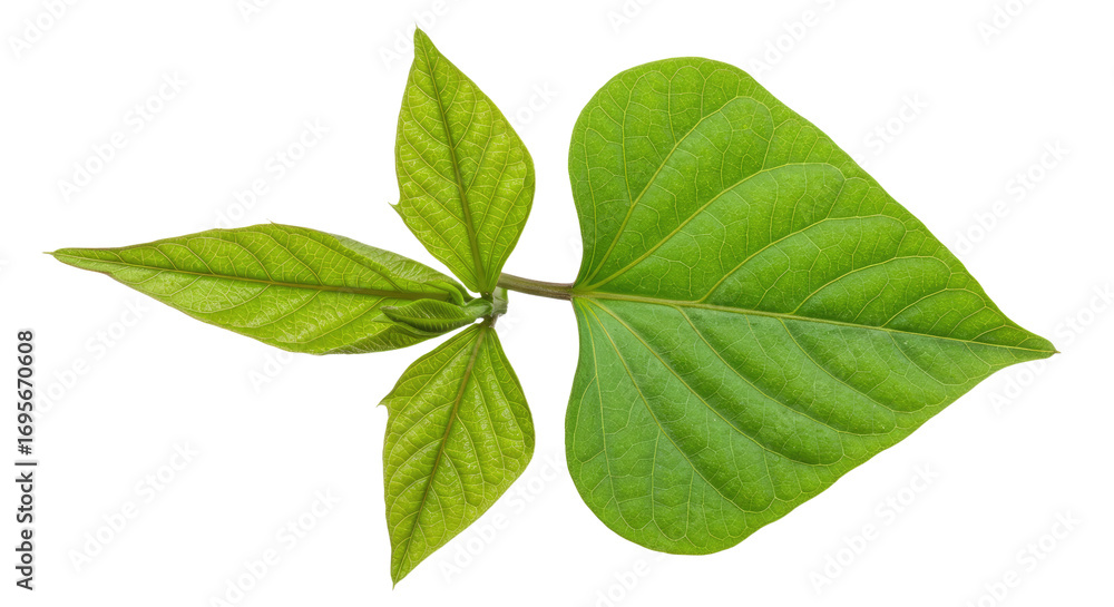 Fototapeta premium Closeup vibrant green leaf plant sprig.