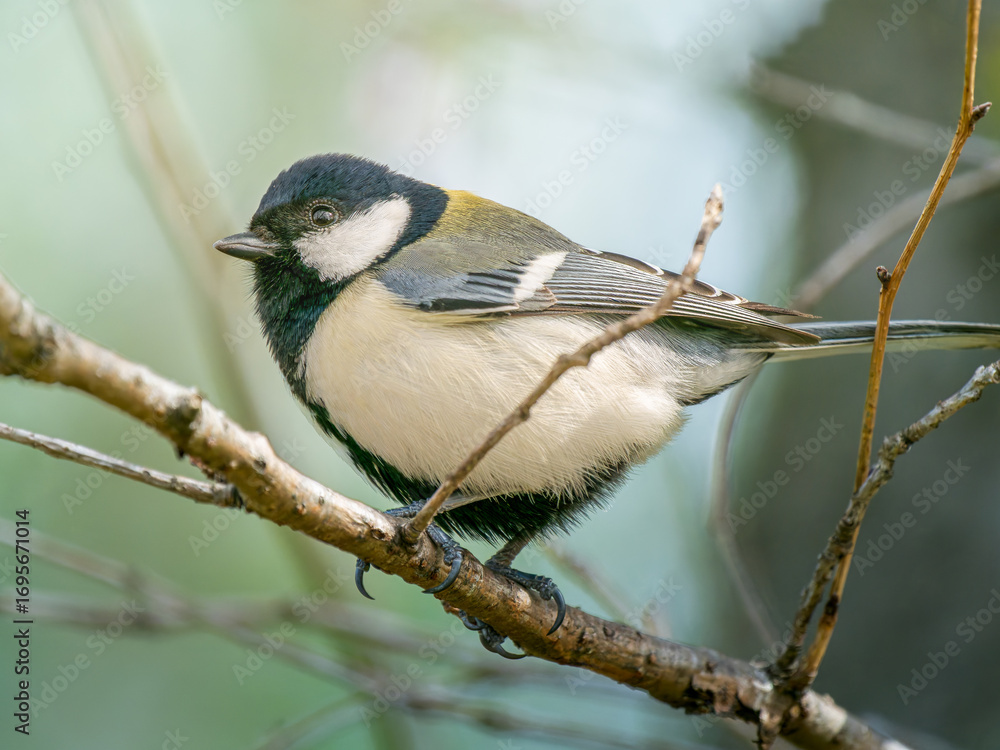 Fototapeta premium 枝にとまるシジュウカラ