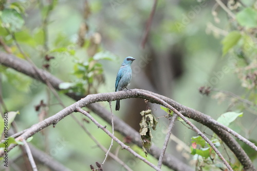 Photography The verditer flycatcher (Eumyias thalassinus) is an Old World flycatcher