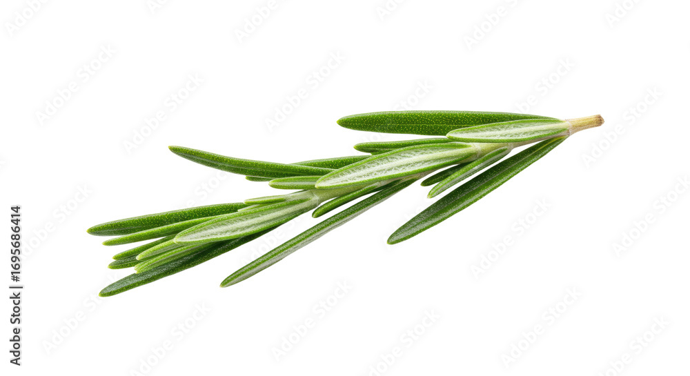 Fototapeta premium Fresh Rosemary Sprig Isolated on White Background.