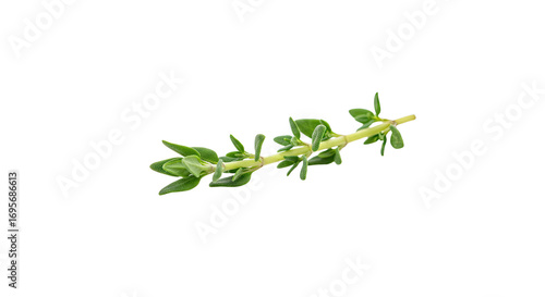 Wallpaper Mural Fresh Thyme Sprig Isolated on White Background. Torontodigital.ca