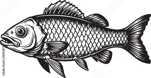 Detailed Fish Illustration carp freshwater