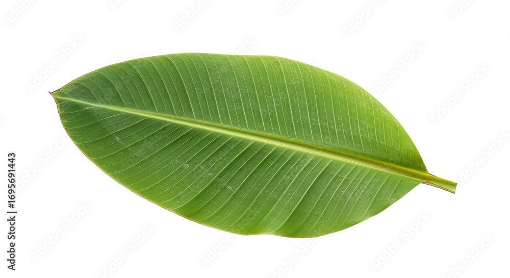 Fototapeta premium Large vibrant green banana leaf isolated.