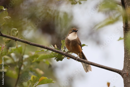 Photography The white-throated laughingthrush (Pterorhinus albogularis) is a species of passerine bird in the family Leiothrichidae