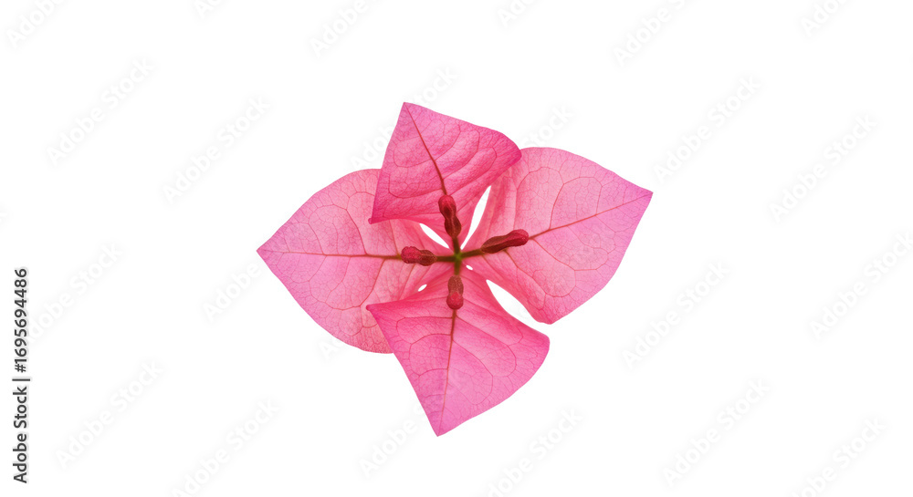 Obraz premium Pink bougainvillea flower blossom closeup view 1.