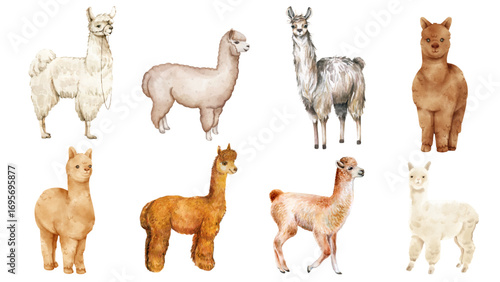 Adorable Watercolor Llamas and Alpacas A Collection of Cute Andean Camelids