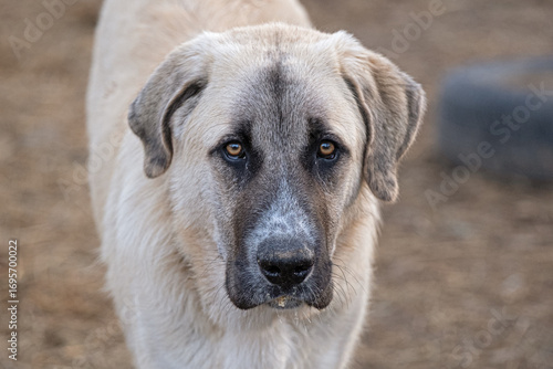 Portrait of a white spanish mastiff in the field
